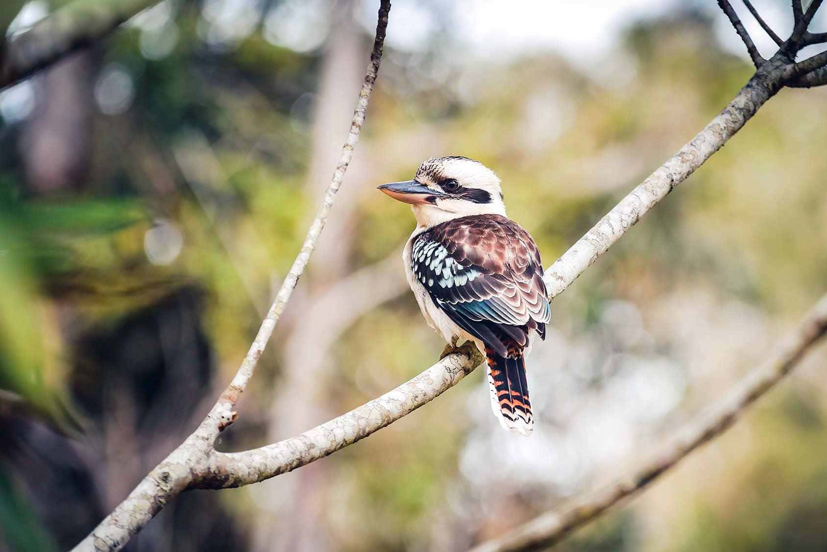 kookaburra robin favier martin chasseur géant bird oiseaux australie australia sauvage animals wild nikon animalière