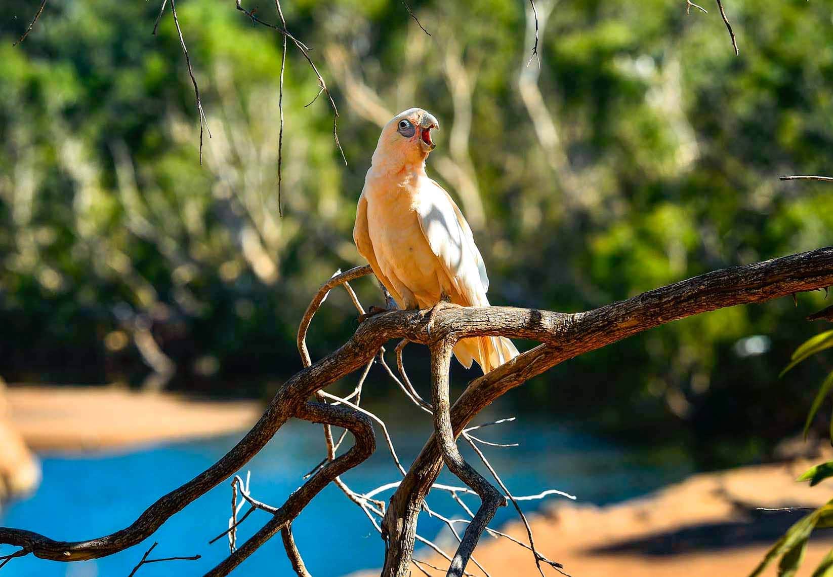 cacatoes cacatua bird oiseaux wild wildlife nature sauvage australie australia outback bush nikon robin favier