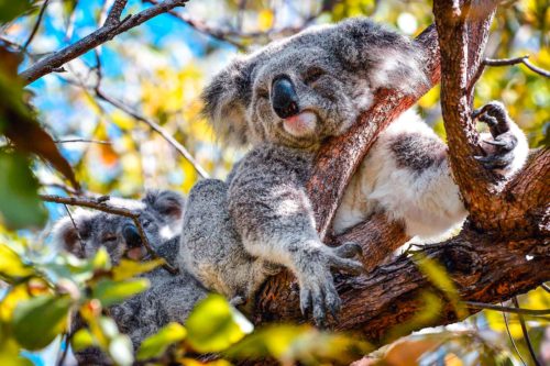 robin favier koala koalas animals animaux pvt voyage australie australia queensland wildlife andemique nature ecology ecologie