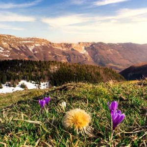 crocus Iridaceae fleur printemps cret au merle jura ain pays de gex valserine france 01 montagne sunset coucher de soleil lumière douce herbe foret montsjura station ski