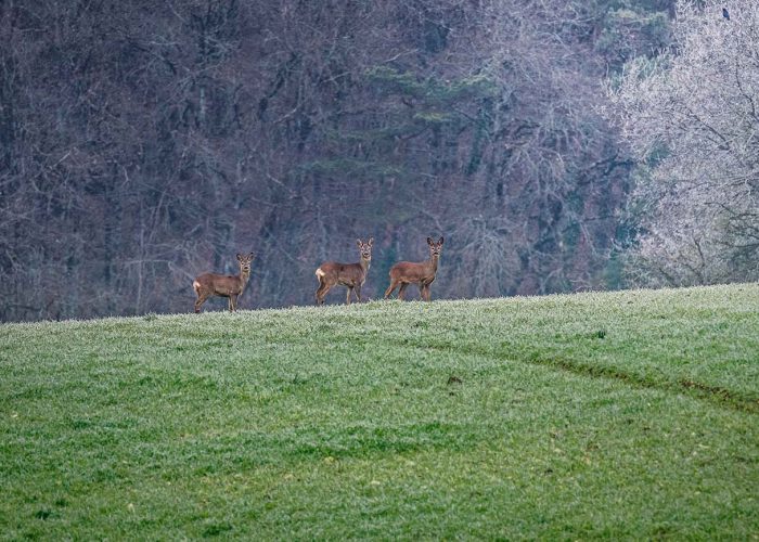 biche chevreuils sologne france robin favier chasse automne france wild animaux animals nature earth
